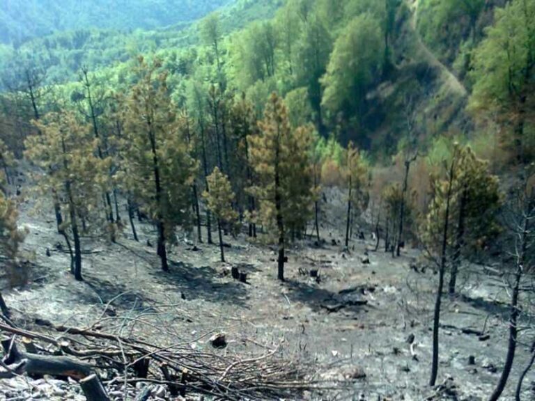 Upozorenje: Ne palite vatru u šumama i na šumskom zemljištu
