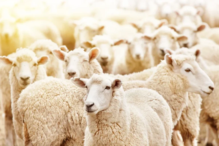 Policija objavila da je ukradeno 690 ovaca, vlasnik tek nakon nekoliko mjeseci shvatio da ih nema