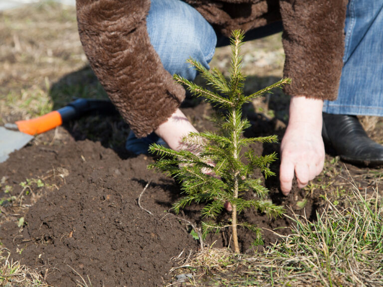 Akcija pošumljavanja na području ZE-DO kantona povodom 21. marta – Međunarodnog dana šuma