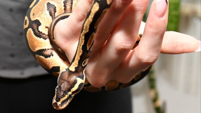 Najezda divljih pitona: Ima ih na hiljade, ko ih najviše ulovi dobit će nagradu