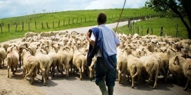 Čobani moraju imati ovjeren ugovor o zakupu tla gdje vode ovce na ispašu!?