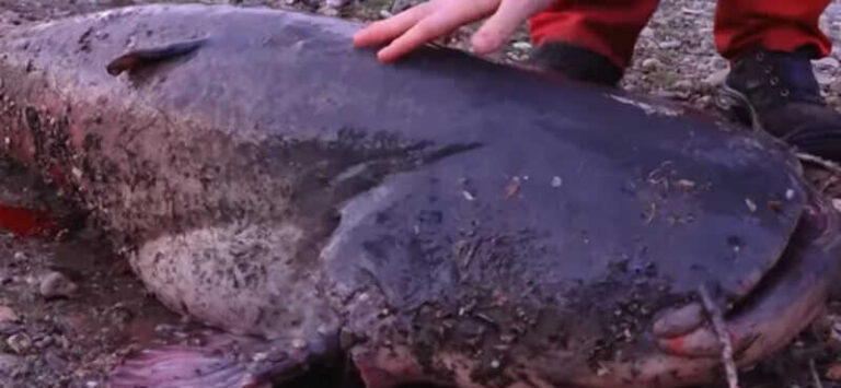 Upecao soma teškog više od 80 kilograma