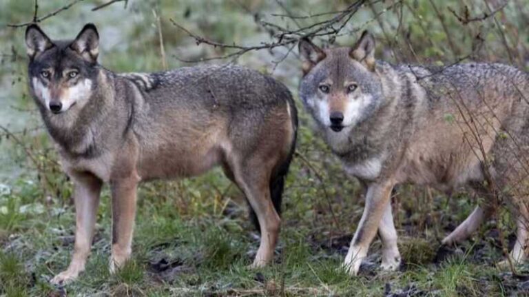 U BiH živi jedna vrsta vuka: Znate li gdje ih ima najviše