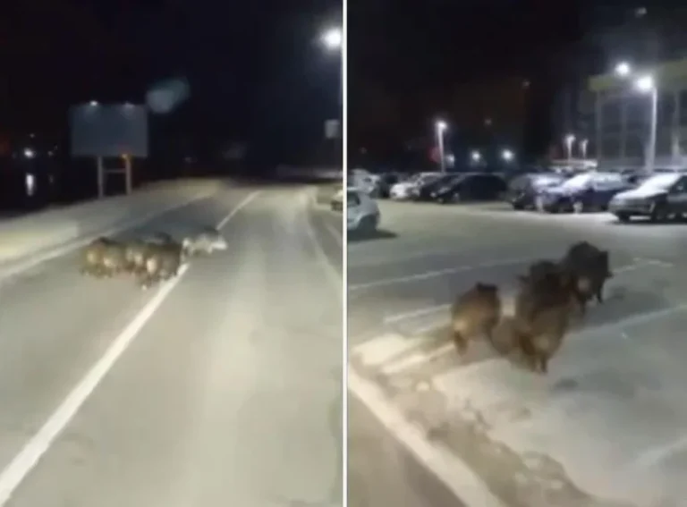 Divlje svinje u šetnji ulicama bh. grada: Ovo ne pamte ni najstariji…