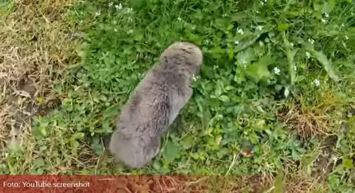 slijepo kuce sc yt