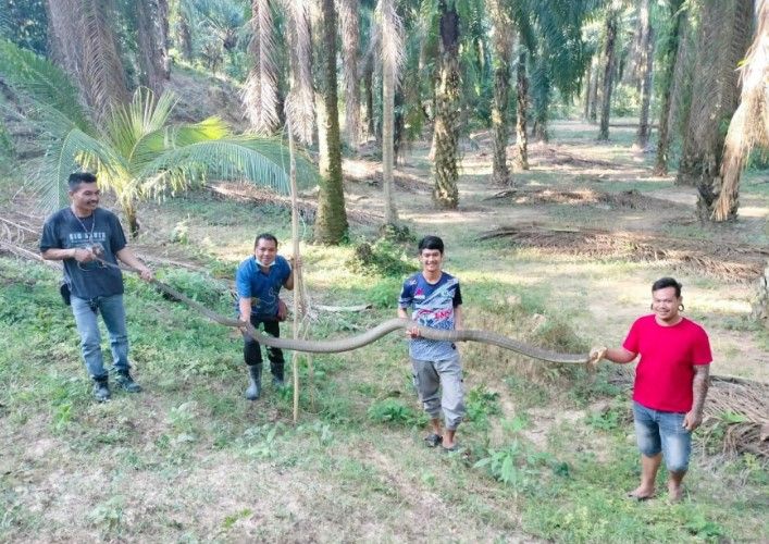 Ogromna kobra duga 4,8 metara uvukla se porodici u kuću