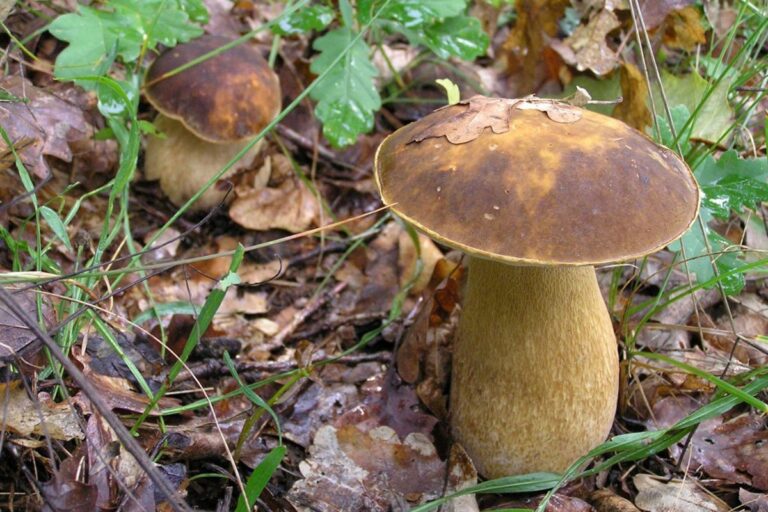 BiH ništa nije uradila u vezi s očuvanjem gljiva