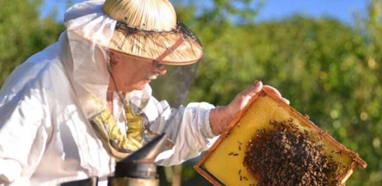 Pčelari u Federaciji BiH očekuju dobar prinos meda, žele 15 KM po košnici