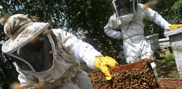Pčelari sele košnice da bi spasili prinos