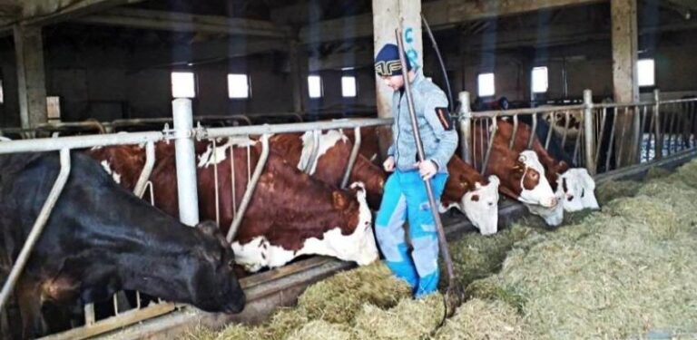Općina s najviše goveda u BiH nema svoju mljekaru