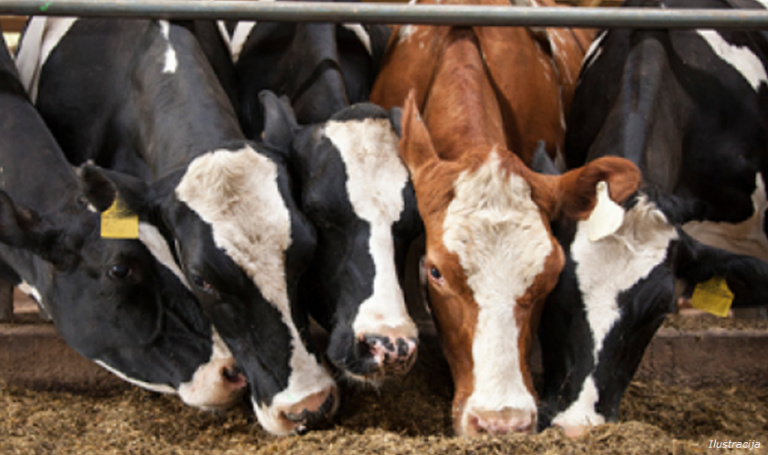 “Dao novac Vernesi iz Sarajeva da mu riješi dokumentaciju i strojeve za farmu krava, ona uzela pare i poslala mu lažni račun”