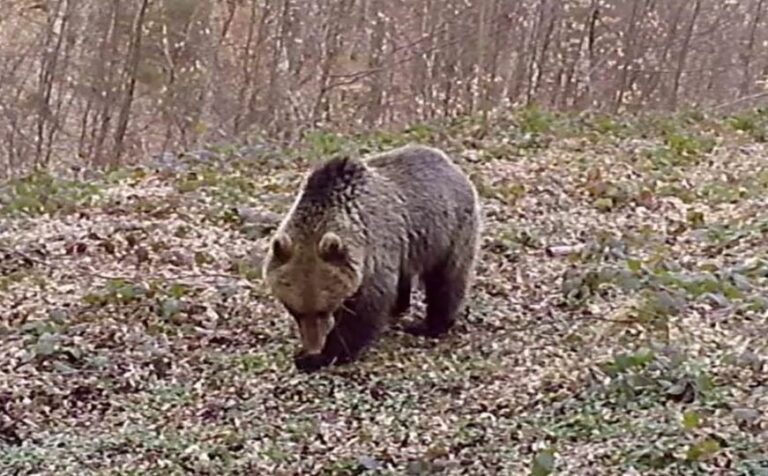 Medvjed primjećen u glavnom gradu BiH, mještani uznemireni: ‘Ne želimo da ga lovci ubiju’