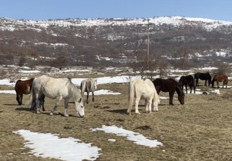 Je li teško divljim konjima u Livanjskom kantonu osigurati zimi so, a ljeti vodu i jabuke kako ne bi ginuli na cestama, bili meta lovokradica