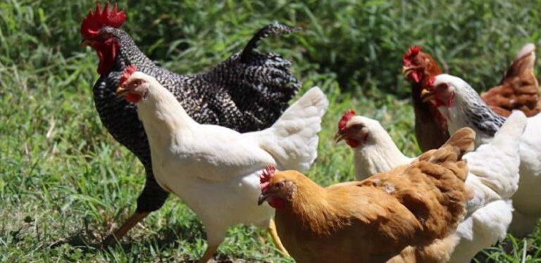 Najveći svjetski izvoznik pilećeg mesa proglasio vanredno stanje zbog ptičje gripe