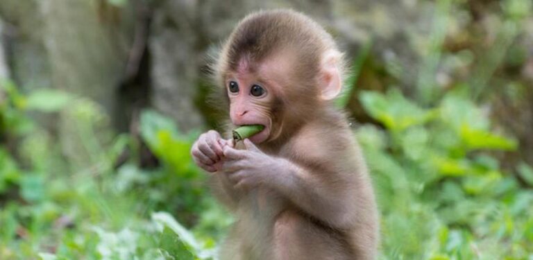 Evo koje su egzotične životinje uvezene u Bosnu i Hercegovinu