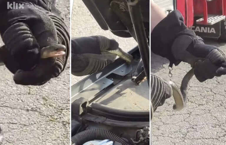 SLUČAJ U BiH: Vatrogasci u nesvakidašnjoj intervenciji, pogledajte kako su izvukli zmiju iz automobila (VIDEO)