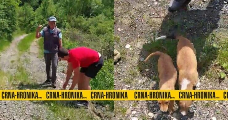 Muškarac ostavio dva psića u najlonskoj vreći pored ceste: “Trojica mladića ih spasila” (VIDEO)