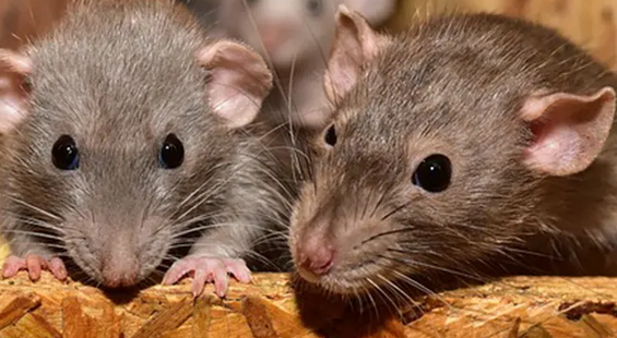 U bh. gradu potvrđen slučaj mišje groznice