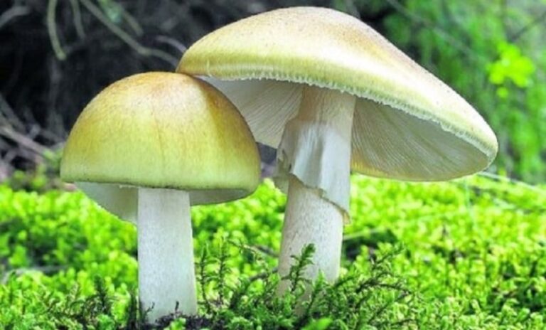 Jesu li naučnici pronašli lijek za najsmrtonosniju gljivu? Raste i u Bosni i Hercegovini