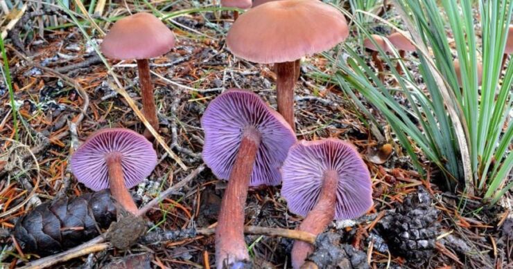 Čudesno otkriće naučnika: Čini se da gljive vode električne ‘razgovore’ nakon kiše?