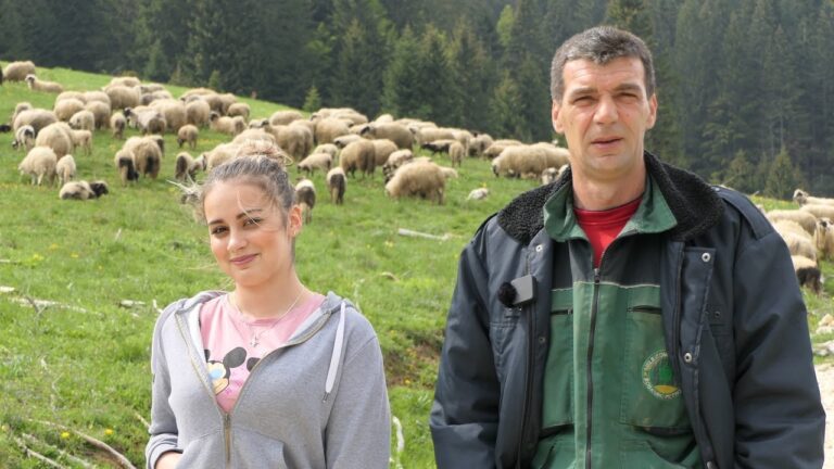 Divna bosanska priča: Hasan i njegova kćerka Azemina brinu o 500 ovaca (VIDEO)