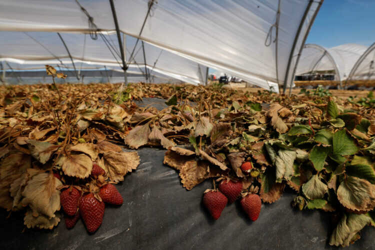 Klimatski izvještaj: Evropa je kontinent koji se zagrijava najbrže na svijetu