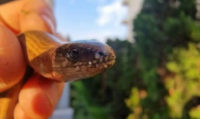 Snimio gmizavca: Svi misle da je zmija, izgleda pomalo zastrašujuće, ali neće vam ništa