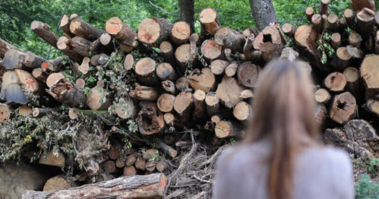 U Maglaju ukradeno oko 9 kubika borove drvne mase
