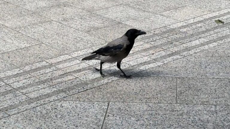Pomahnitala vrana u centru bh. grada: Ulazi u kafiće i plaši građane