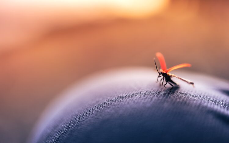 EDC izdao upozorenje zbog bolesti koju šire komarci, evo kako prepoznati zarazu