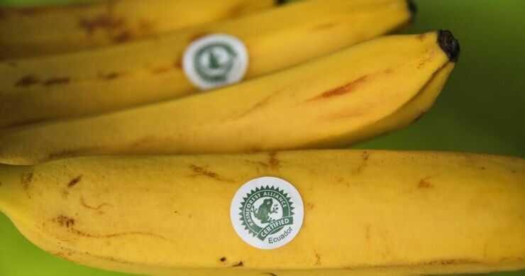 Društvenim mrežama šire se uznemirujuće tvrdnje: Šta znači SIMBOL ŽABE na proizvodima?