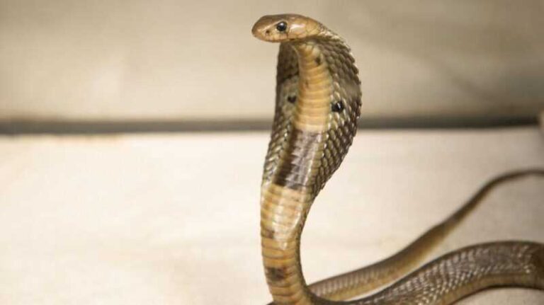 Žena unajmila smrtonosnu zmiju da ubije momka: Inspiraciju pronašla u popularnoj emisiji