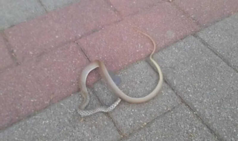 Zmija snimljena u centru bh. grada: Evo šta trebate raditi ako vam se dogodi da je sretnete