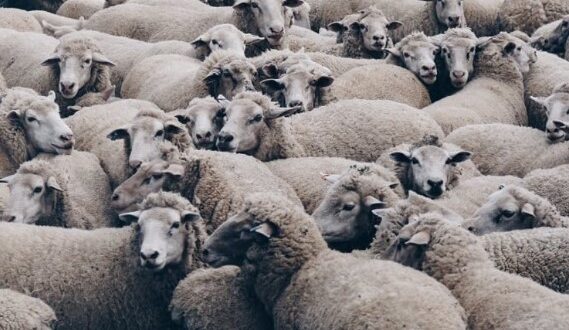 BiH: Grom ubio devet ovaca