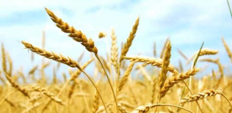 U najvećoj bh. žitnici i ovogodišnji prinos pšenice zabrinjavajuće nizak