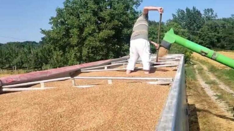 Na području Brčko distrikta BiH prinos pšenice jako loš, kukuruz dobro napreduje