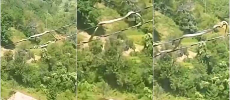 U BiH snimljena zmija na kablovima dalekovoda: E ovo još nisam vidio… (VIDEO)