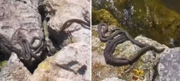 NOVI PROBLEM NA OBALI JADRANA, MNOGI SU U ŠOKU: Plaža je puna zmija