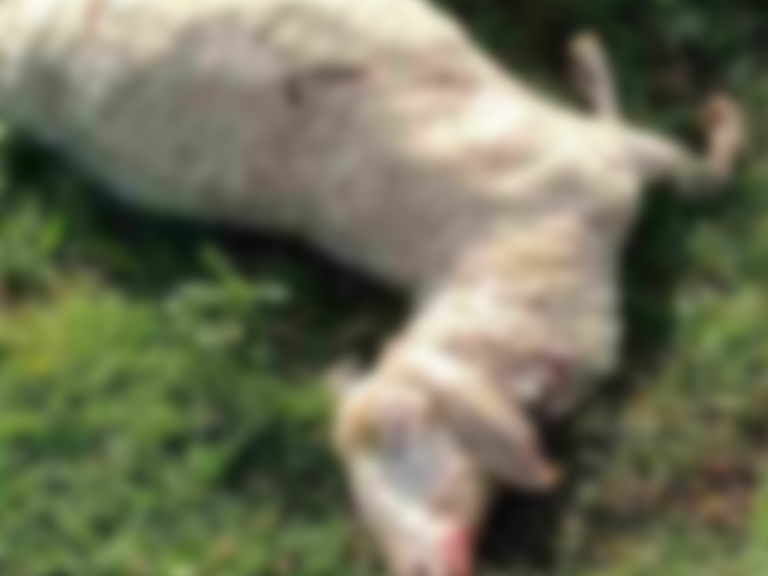 Krvavi pir u Jelahu: Psi lutalice rastrgali ovce (FOTO)