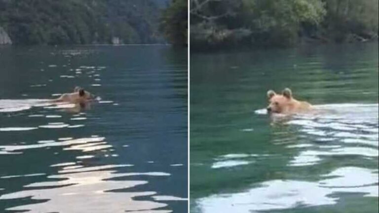 Medvjed spas od vrućine potražio u Drini