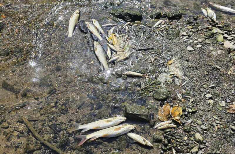 Ekolozi o pomoru ribe u Bosni kod Zenice: Ljudi javljaju nama jer ne vjeruju institucijama