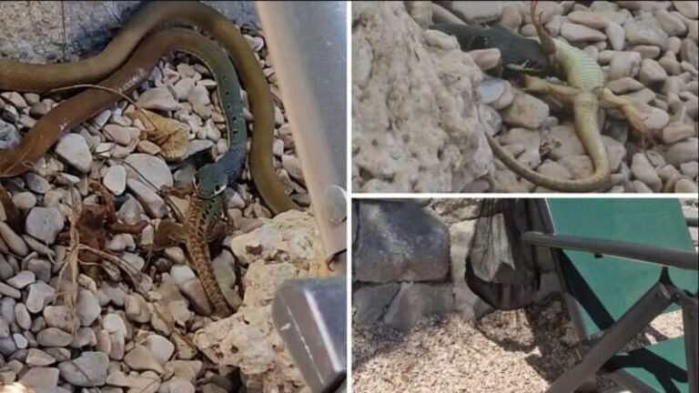 Zmija došla među kupače na Brelima: “Ma, ko je šljivi ne da se meni ustajati”