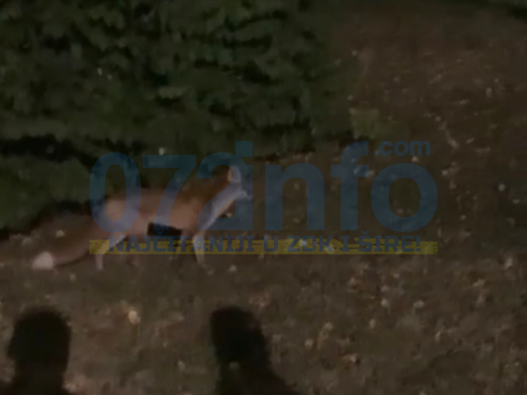 Lisica u centru Zenice, gdje je krenula (VIDEO)