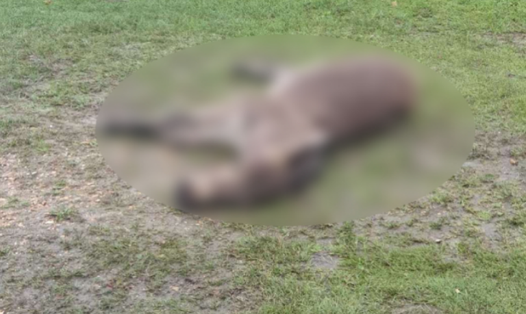 Novi napad u BiH: Medvjed ubio magarca