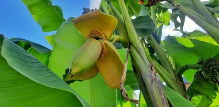 Pozitivna prilika klimatskih promjena: U Semberiji uzgajaju banane, kivi, batat