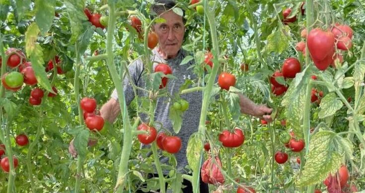 Kod Himze Mušovića raste džinovski čeri paradajz: Skuplje je od zlata, ali donosi odličnu zaradu