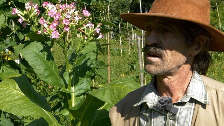 Lubenice i duhan sa Vlašića iz Robinzonovog uzgoja