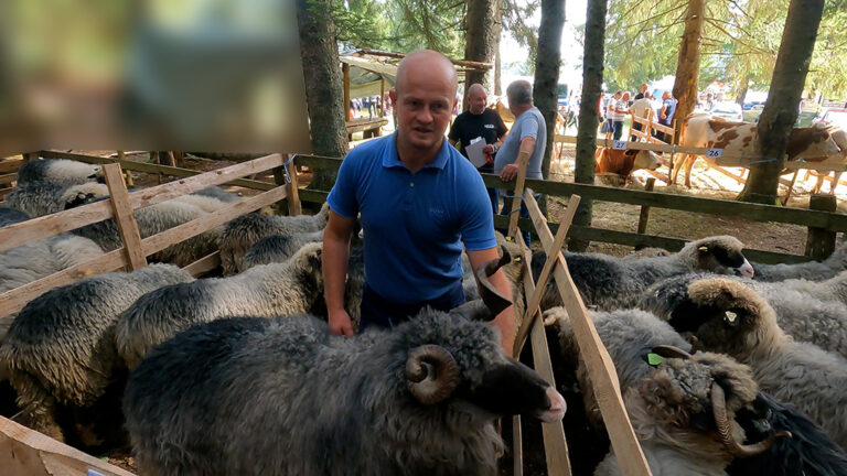 Zašto raste broj krava a opada broj ovaca u kantonu SBK?