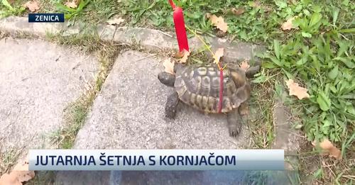 Zeničanin svako jutro već 40 godina šeta kornjaču