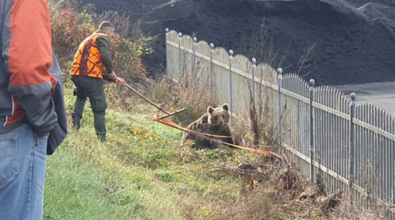 U mjestu Barice povrijeđen medvjed, ostao bez noge, u toku akcija spašavanja!